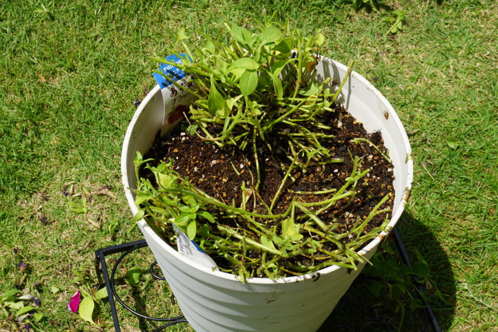 大きく切り戻し、花も葉もなくなりほぼ茎だけになったペチュニア