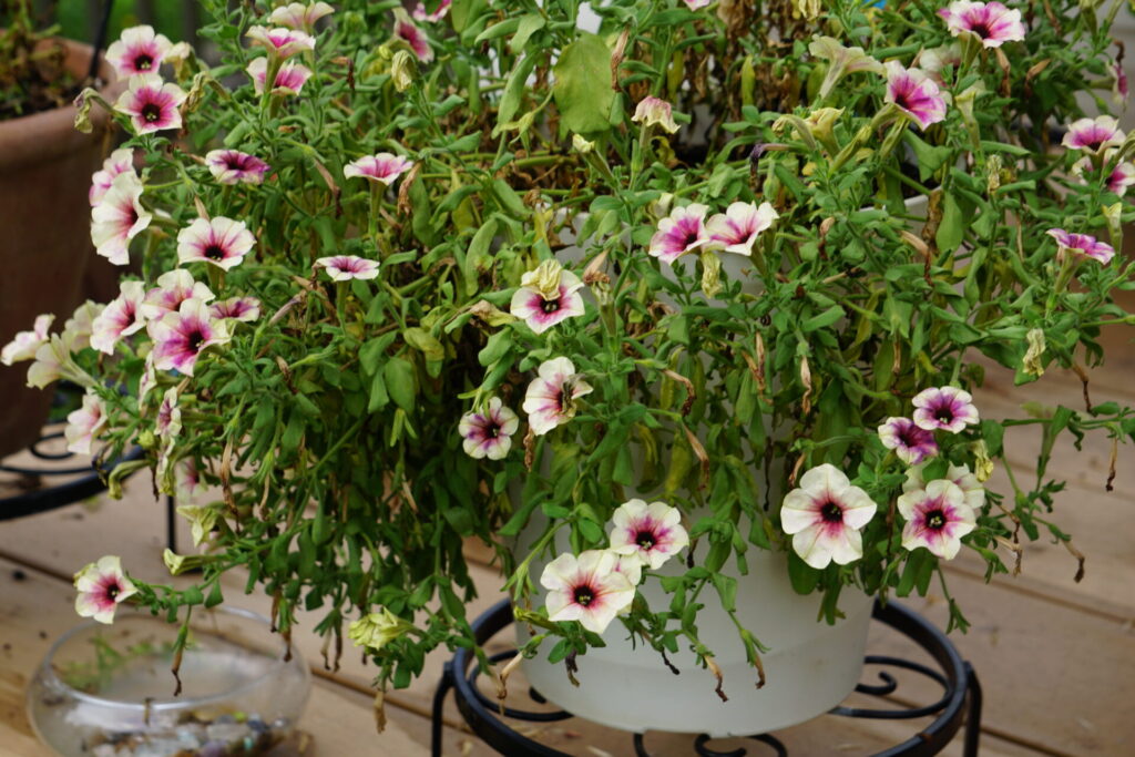 暑さと長雨で株が乱れた大輪咲きのペチュニア