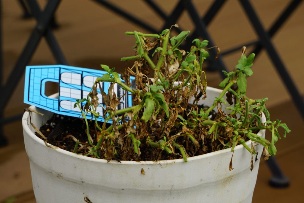 乱れていた部分をバッサリと切り戻した大輪咲きのペチュニア