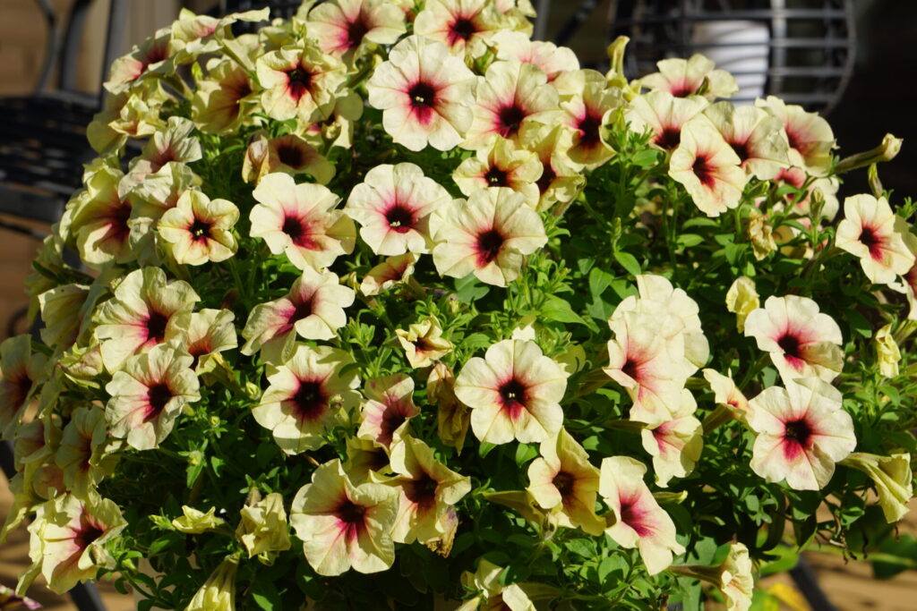 切り戻し後1か月が経過し満開を迎えた大輪咲きのペチュニア