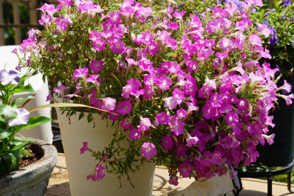 梅雨前に満開を迎えたものの、株姿が乱れたペチュニア