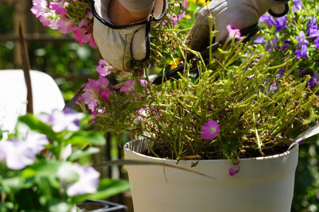 ペチュニア株全体の1/3程度まで切り戻している様子