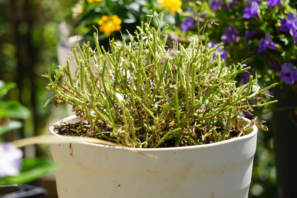 株全体の1/3程度に切り戻したペチュニア