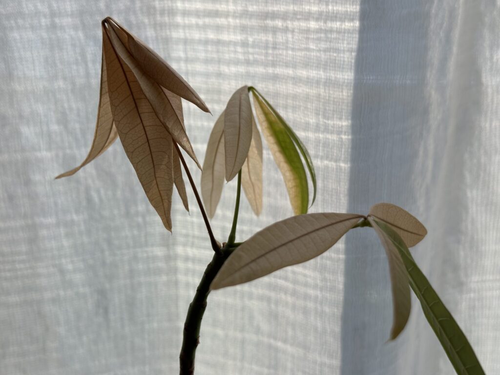 窓辺の冷気で葉が変色したパキラ