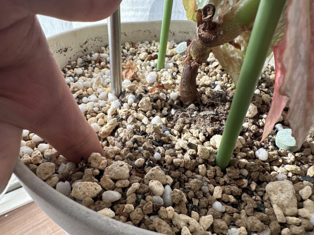 土が乾いていることを確認している様子