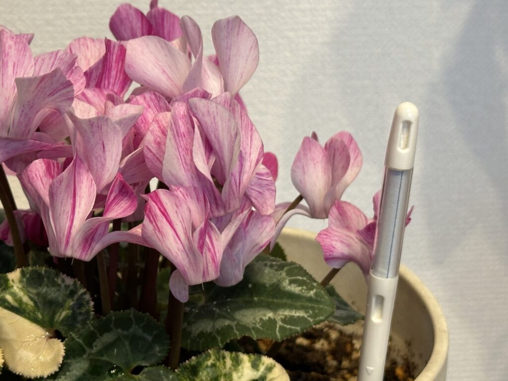 シクラメンの鉢に中芯が白いサスティーが挿さっている様子