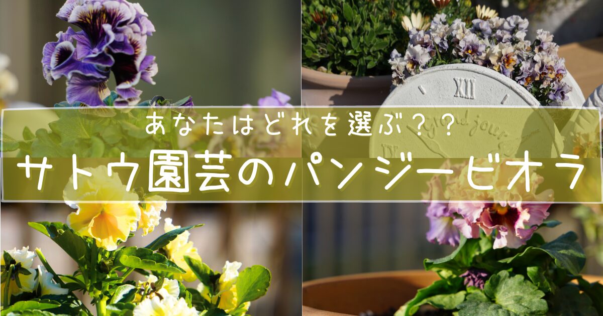 サトウ園芸のパンジー・ビオラ4品種（ドラキュラ、アントワネット、ヌーヴェルヴァーグ、エッグタルト）の比較まとめアイキャッチ