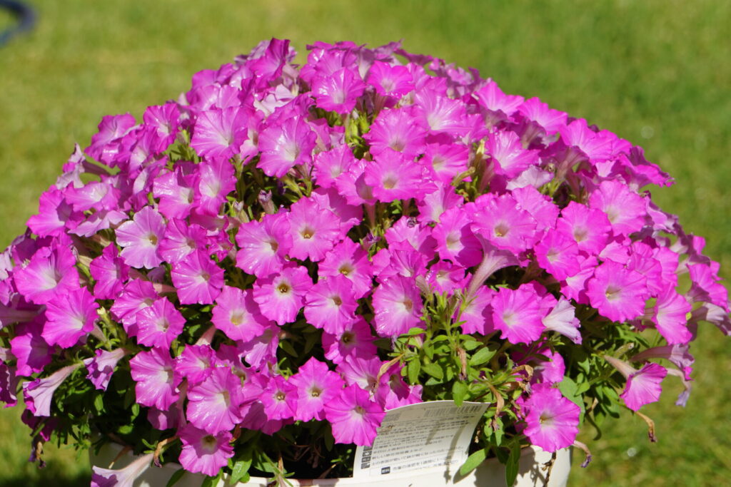 花ちゃん培養土を使用し、真夏の直射日光下でも元気に満開となったペチュニア。