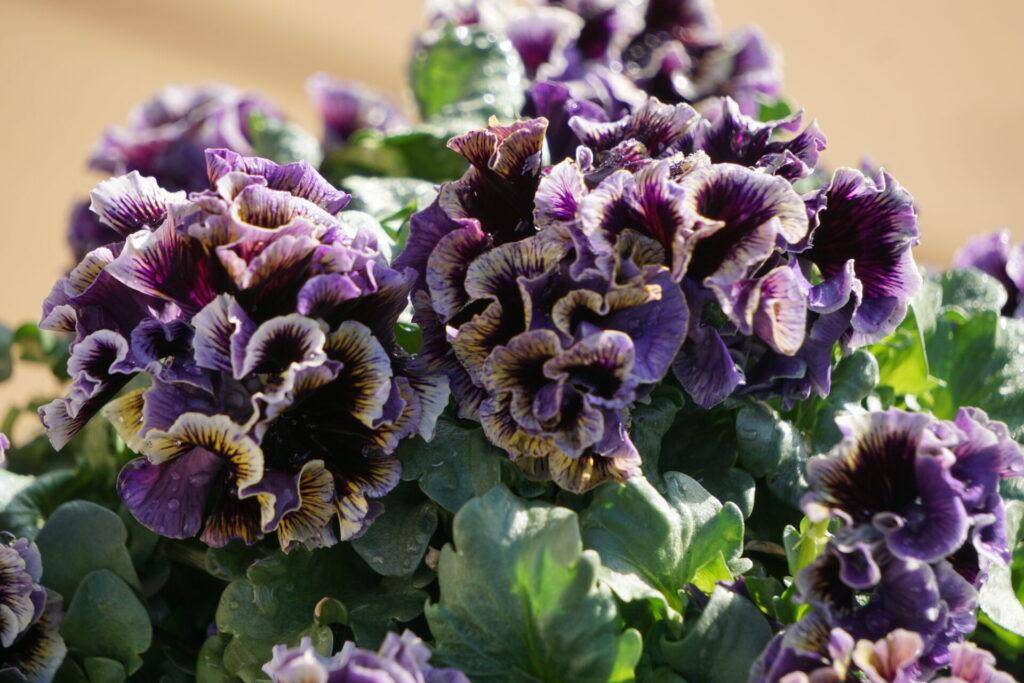 春に満開を迎えたパンジー・ドラキュラの鉢植え。