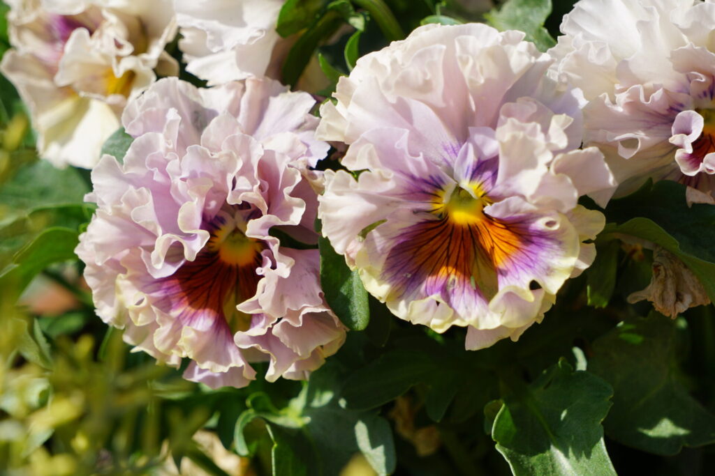 満開になったローブ・ドゥ・アントワネット。ドレスのようなフリルパンジー。