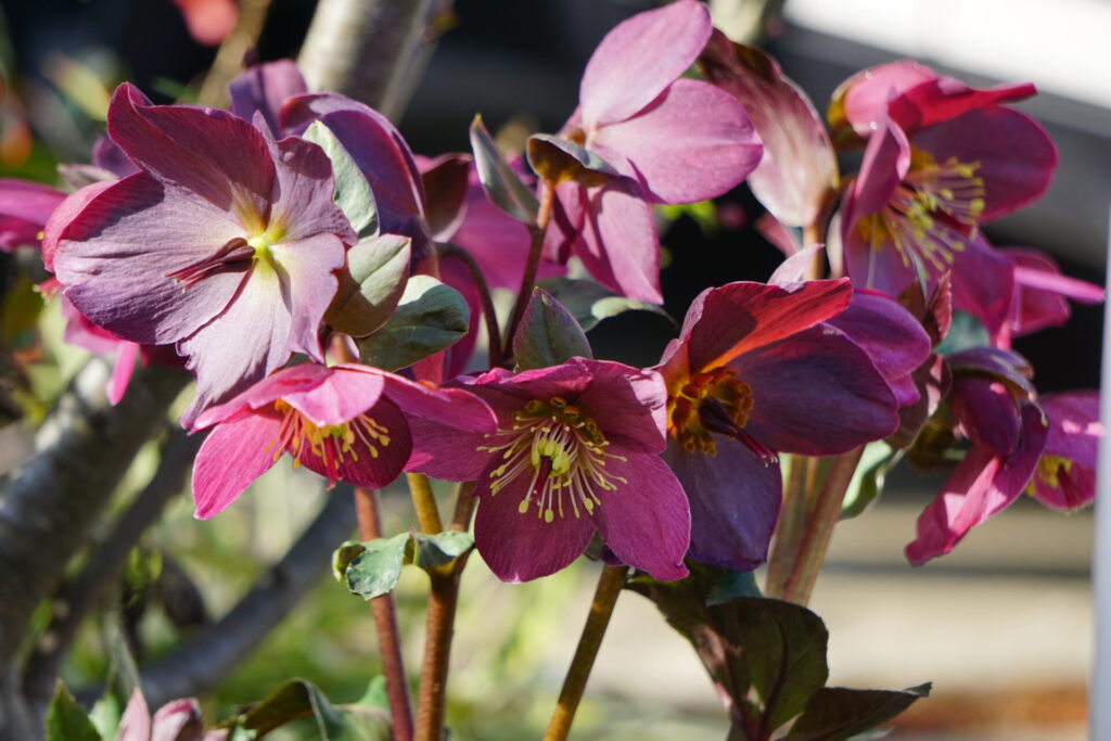 翌年3月、再度満開を迎えた氷の薔薇