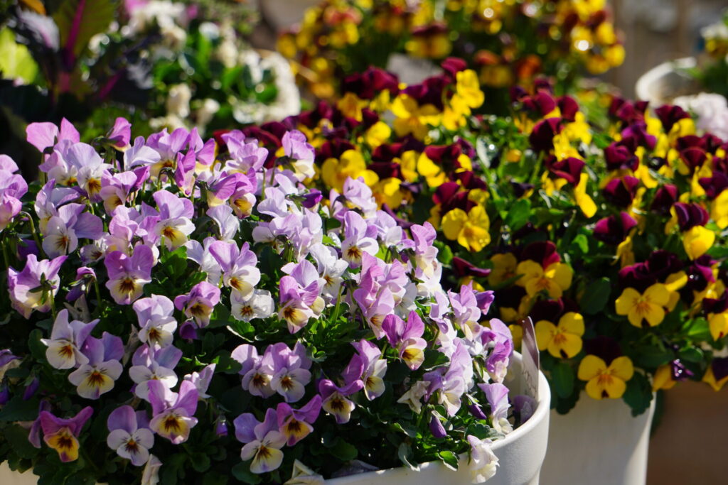 花ちゃん培養土で育てた、鉢いっぱいに満開に咲き誇るビオラの写真。
