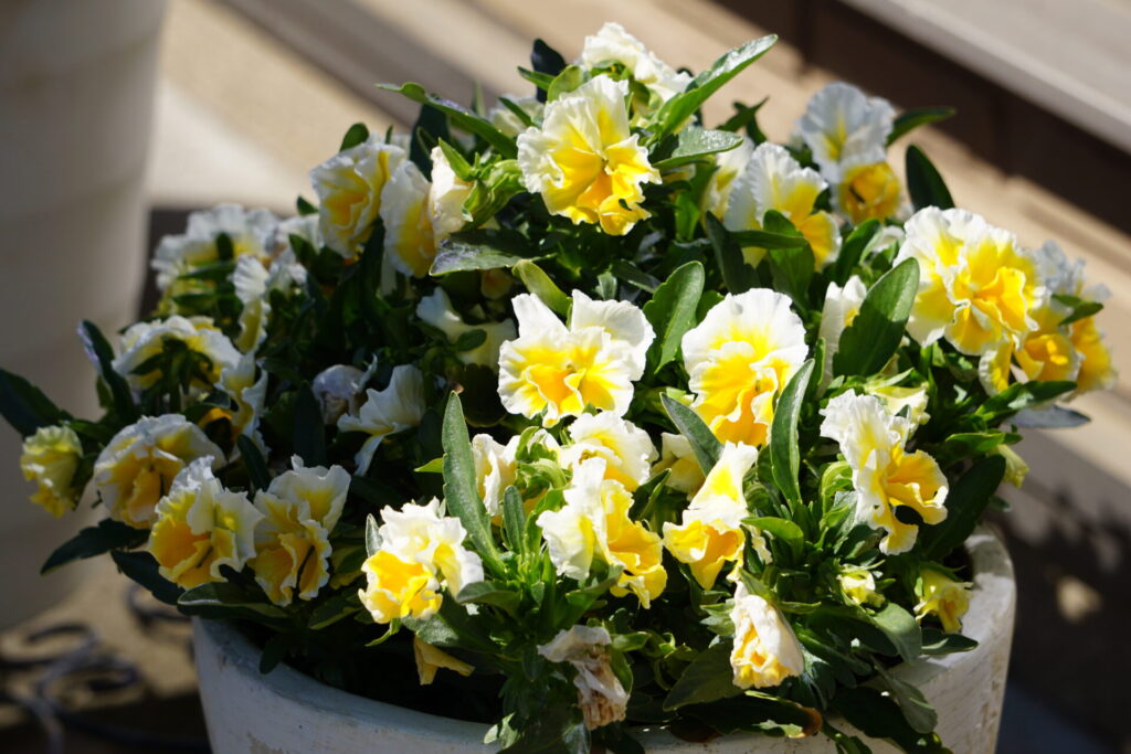 満開のエッグタルト。花付きが非常に良いサトウ園芸のビオラ。