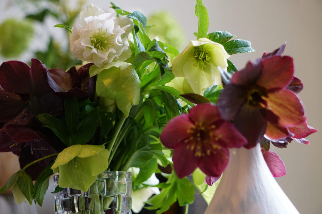 切った花を切り花にした様子