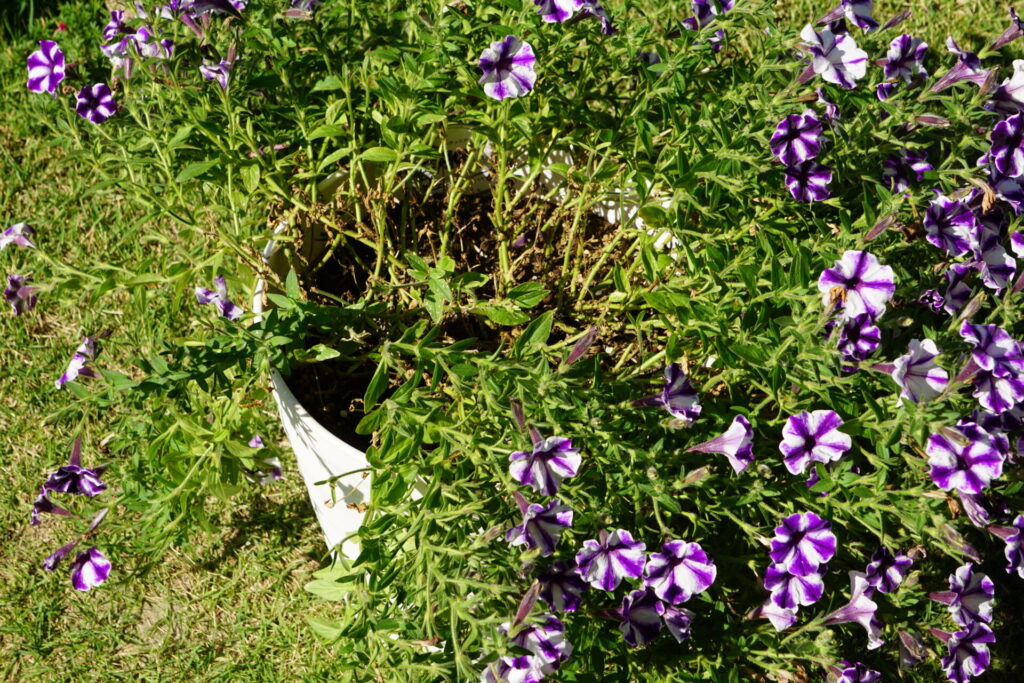 長雨の影響で茎が間延びし、中心がスカスカになったペチュニア
