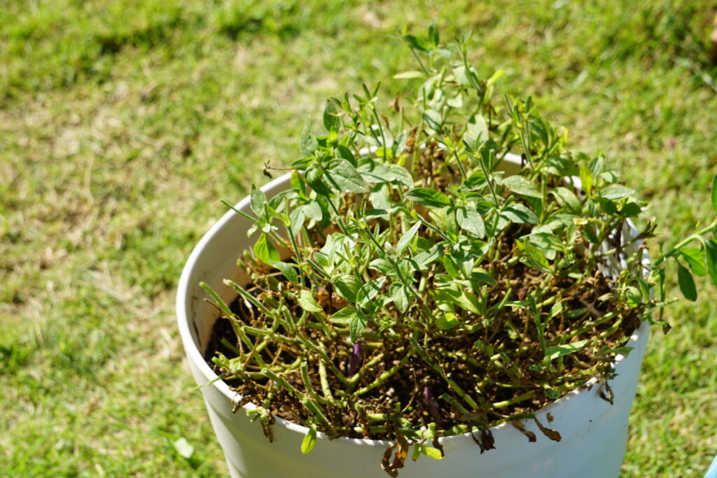 切り戻しをしたことで花はなくなり、茎も鉢の縁の中に収まっているペチュニア