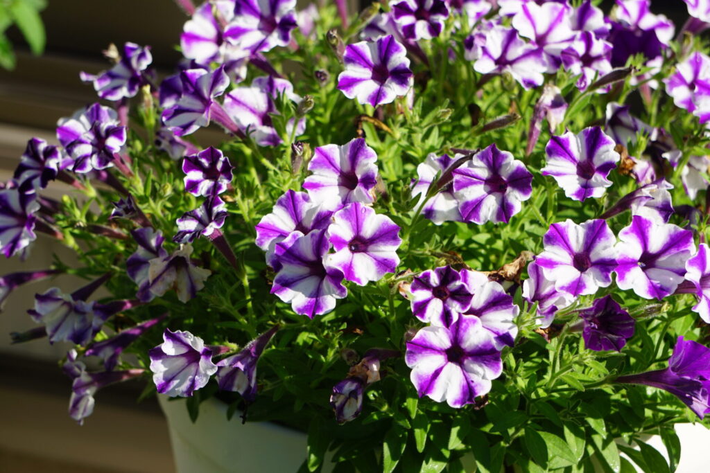 満開のペチュニア