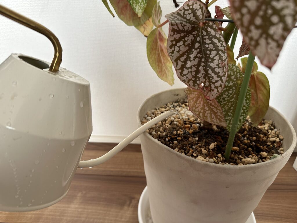 鉢の土全体に水やりを行っている様子