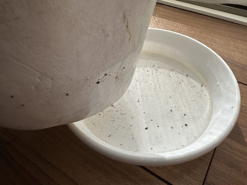 鉢底に溜まった水