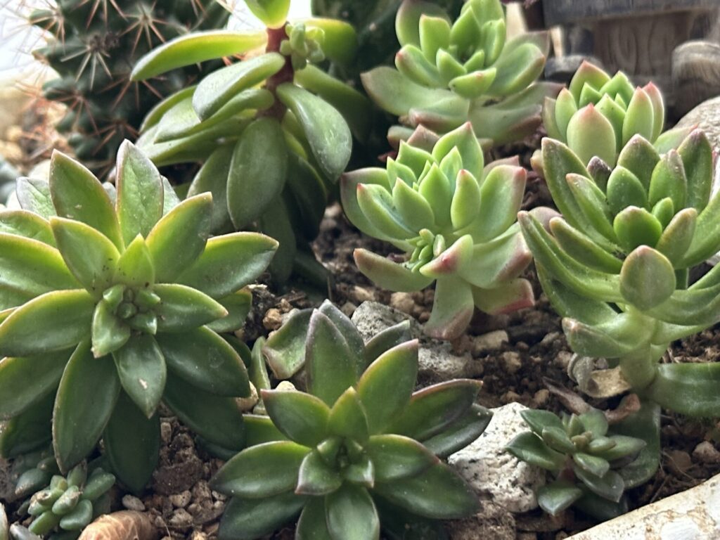 冬を越す多肉植物（エケベリアなど）の鉢植え。休眠期の水やりを控える解説。