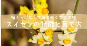 黄色いスイセンの背景に「スイセンの特徴と育て方」の文字が入った、初心者向けガイドのアイキャッチ画像