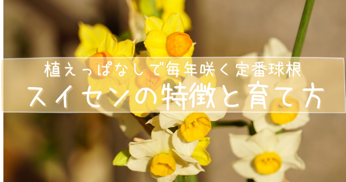 黄色いスイセンの背景に「スイセンの特徴と育て方」の文字が入った、初心者向けガイドのアイキャッチ画像