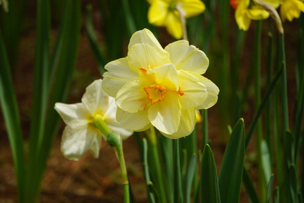 冬の寒さの中で咲き誇る、柔らかな薄黄色のスイセンの花の接写