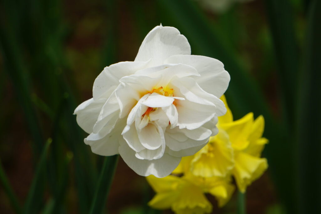 ギリシャ神話の由来を感じさせる、凛として咲く真っ白なスイセンの花のアップ
